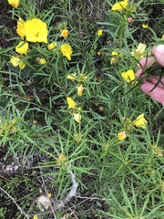 Calylophus