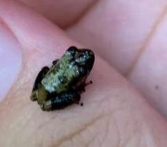 Pristimantis ventrimarmoratus