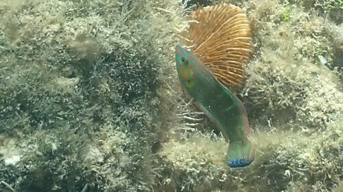 Hoeven's wrasse (Halichoeres melanurus) — Labridae — 3