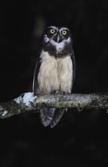 Pulsatrix perspicillata