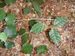 Bignonia aequinoctialis