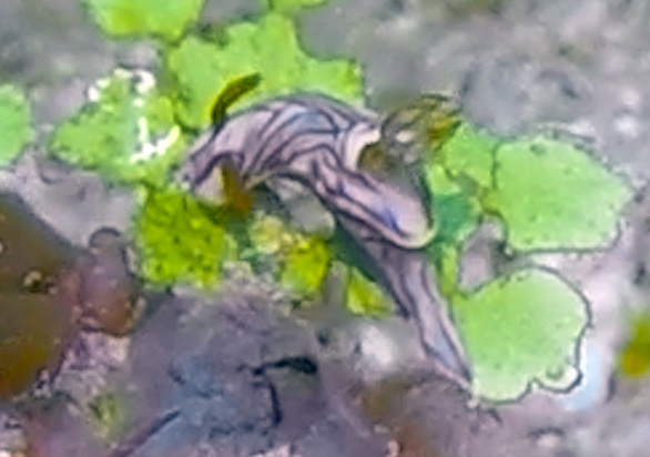 Zephyr Hypselodoris