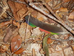 Amazona oratrix tresmariae