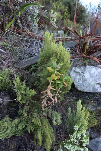 Image of Erica urceolata by (c) Tony Rebelo, some rights reserved (CC BY-SA)