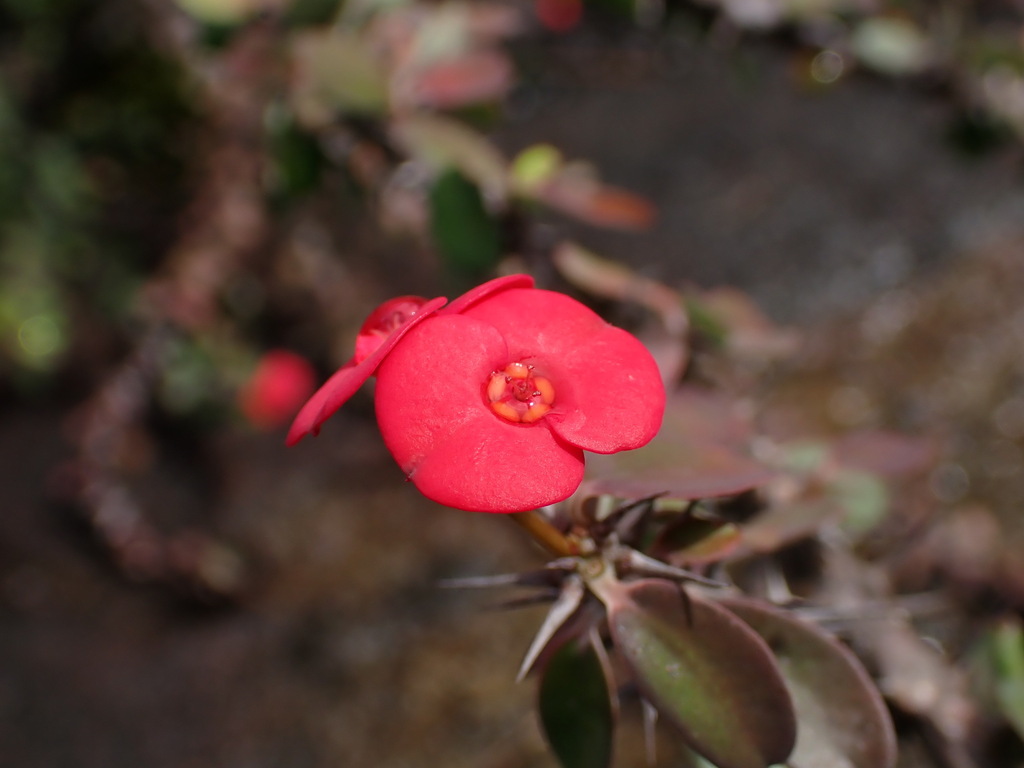 Euphorbia milii Des Moul. 2