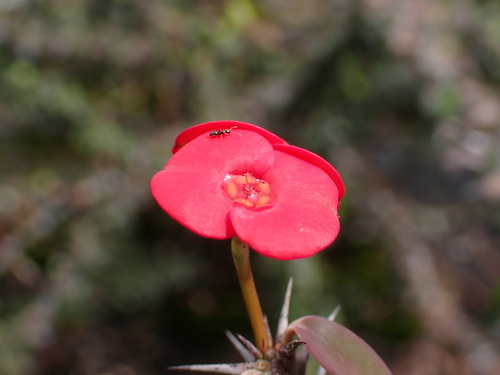 Euphorbia milii