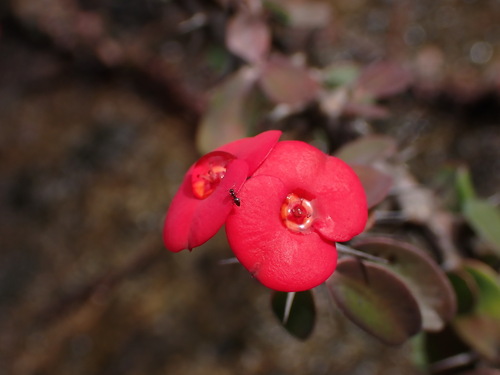 Euphorbia milii