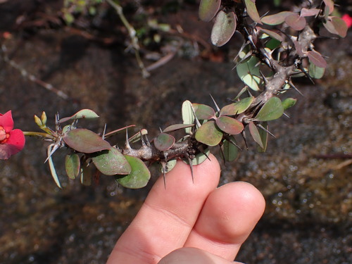Euphorbia milii