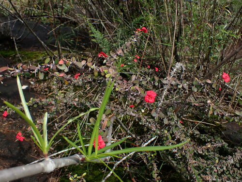 Euphorbia milii