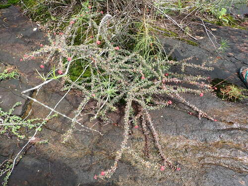 Euphorbia milii