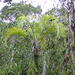 Ravenea sambiranensis - Photo 由 Louis Aureglia 所上傳的 (c) Louis Aureglia，保留部份權利CC BY
