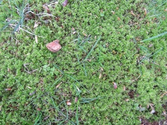 Rhytidiadelphus squarrosus