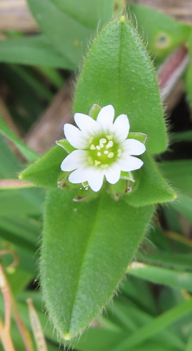 Cerastium fontanum
