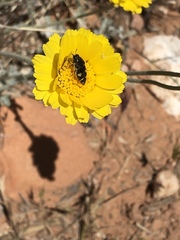 Acmaeodera tuta