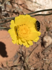 Acmaeodera tuta