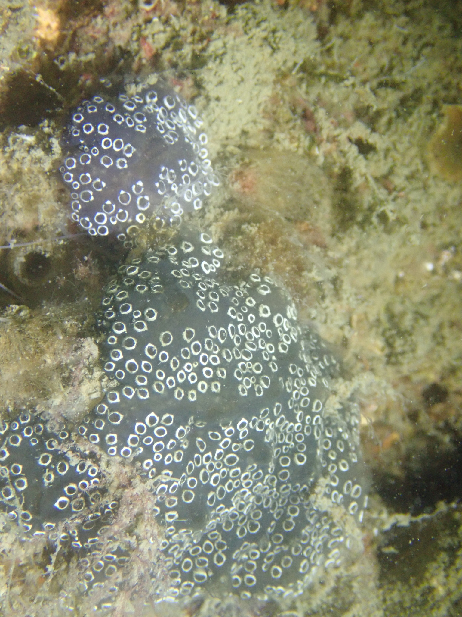 Distaplia bermudensis Van Name, 1902