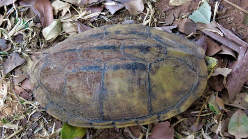Scorpion Mud Turtle