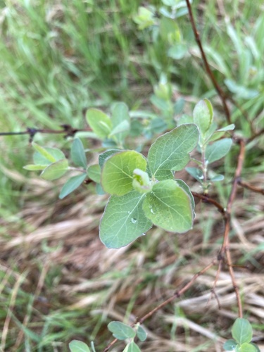 Western Snowberry