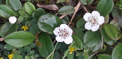 Image of Cotoneaster dammeri by (c) ReWild Your School, some rights reserved (CC BY)