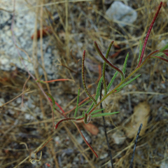 Camissonia contorta