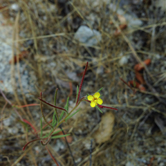 Camissonia contorta