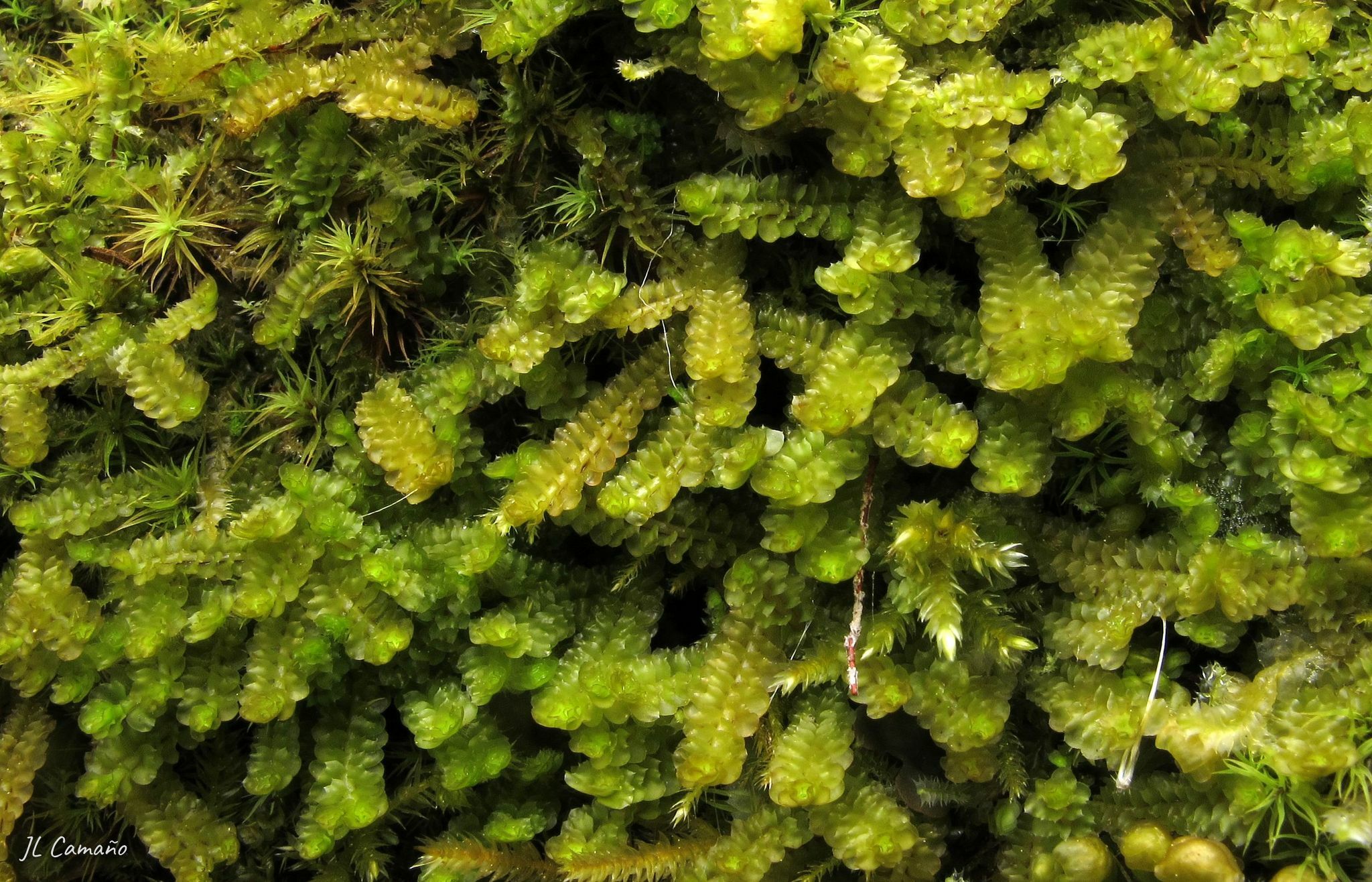 Trilophozia quinquedentata