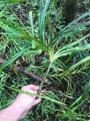 Freycinetia arborea