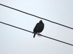 Acridotheres cristatellus