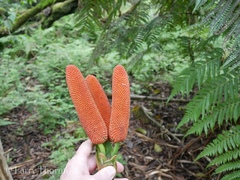 Freycinetia arborea