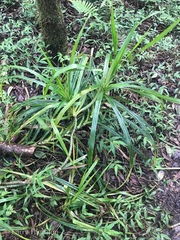 Freycinetia arborea