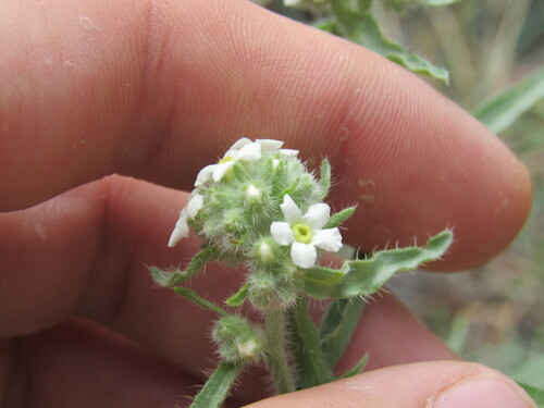 Image of Oreocarya suffruticosa by (c) Anders Hastings, some rights reserved (CC BY)
