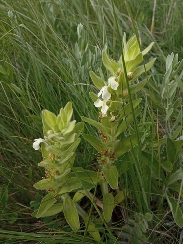 Ajuga laxmannii (Ajuga laxmannii)