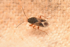Malezonotus rufipes