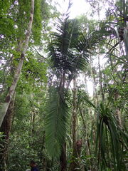 Majestic palm (Ravenea lakatra)