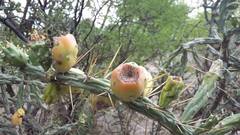 Cylindropuntia kleiniae