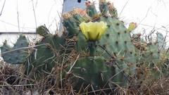 Cylindropuntia kleiniae