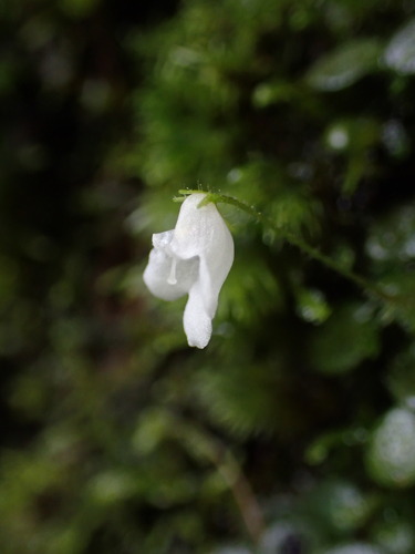 Streptocarpus Andohahelensis (Streptocarpus andohahelensis)