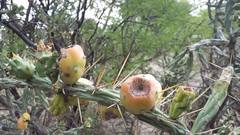 Cylindropuntia kleiniae