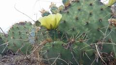 Cylindropuntia kleiniae