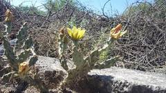 Cylindropuntia kleiniae