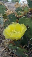 Cylindropuntia kleiniae