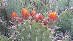 Cylindropuntia kleiniae