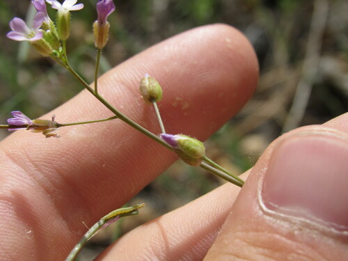 Image of Boechera fendleri by (c) Anders Hastings, some rights reserved (CC BY)