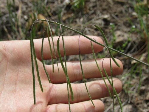 Image of Boechera fendleri by (c) Anders Hastings, some rights reserved (CC BY)
