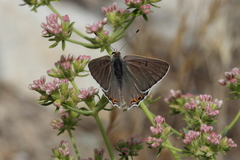 Tharsalea xanthoides