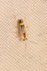 Malthinus occipitalis