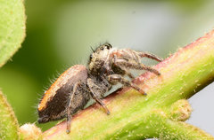 Phidippus insignarius