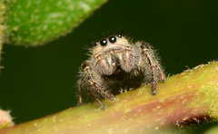 Phidippus insignarius