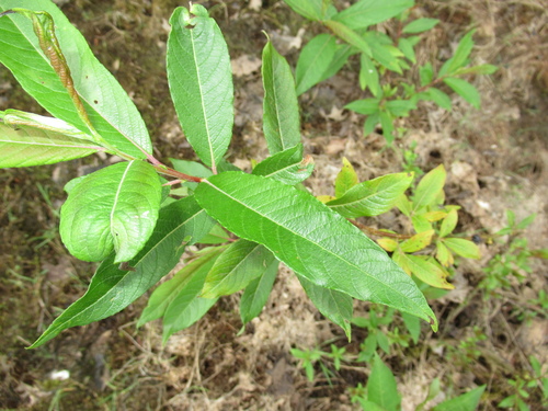 Salix × koidzumii iNat (2)