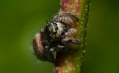 Phidippus insignarius